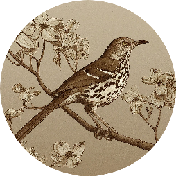 An illustration of a brown thrasher on a branch